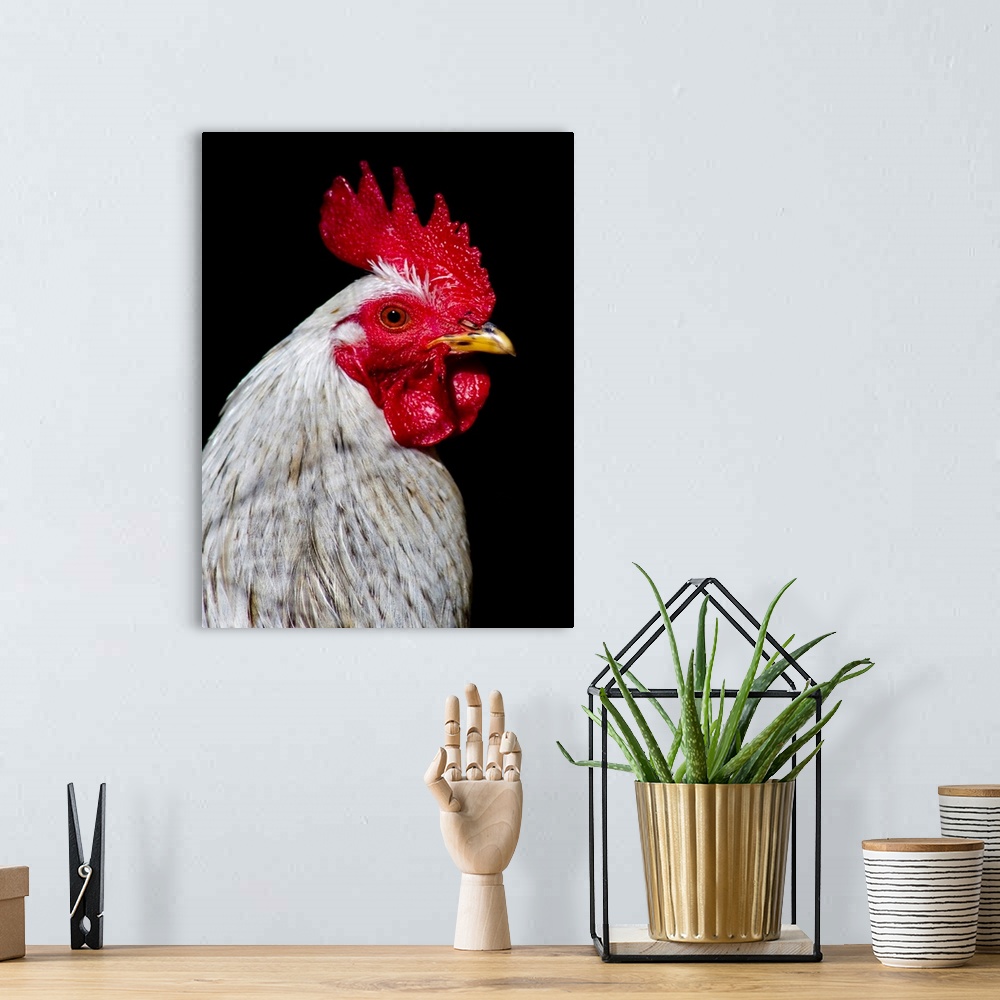 A bohemian room featuring Close-up of rooster with  bright red comb on black background.