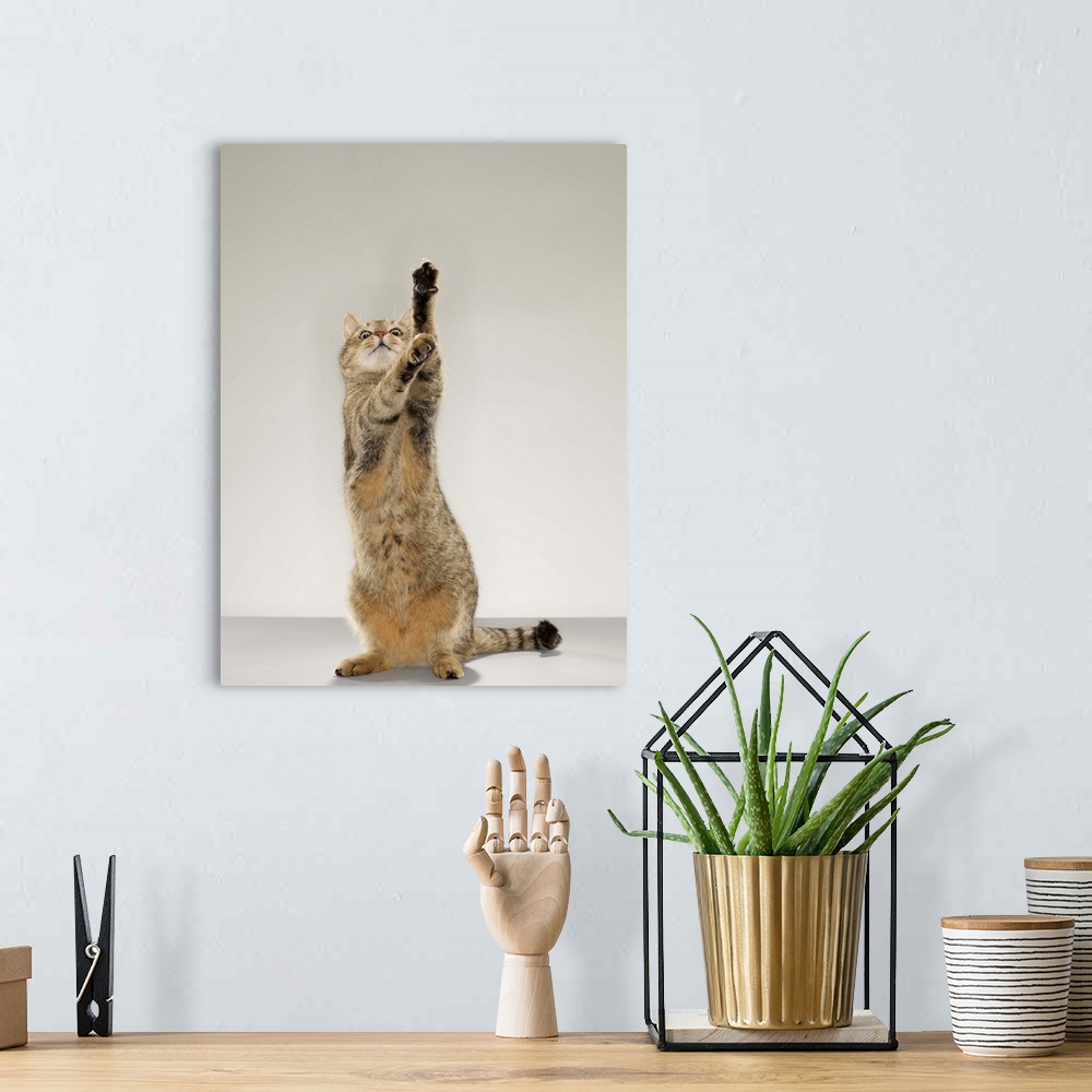A bohemian room featuring Tabby cat standing on hind legs with stretching out paw