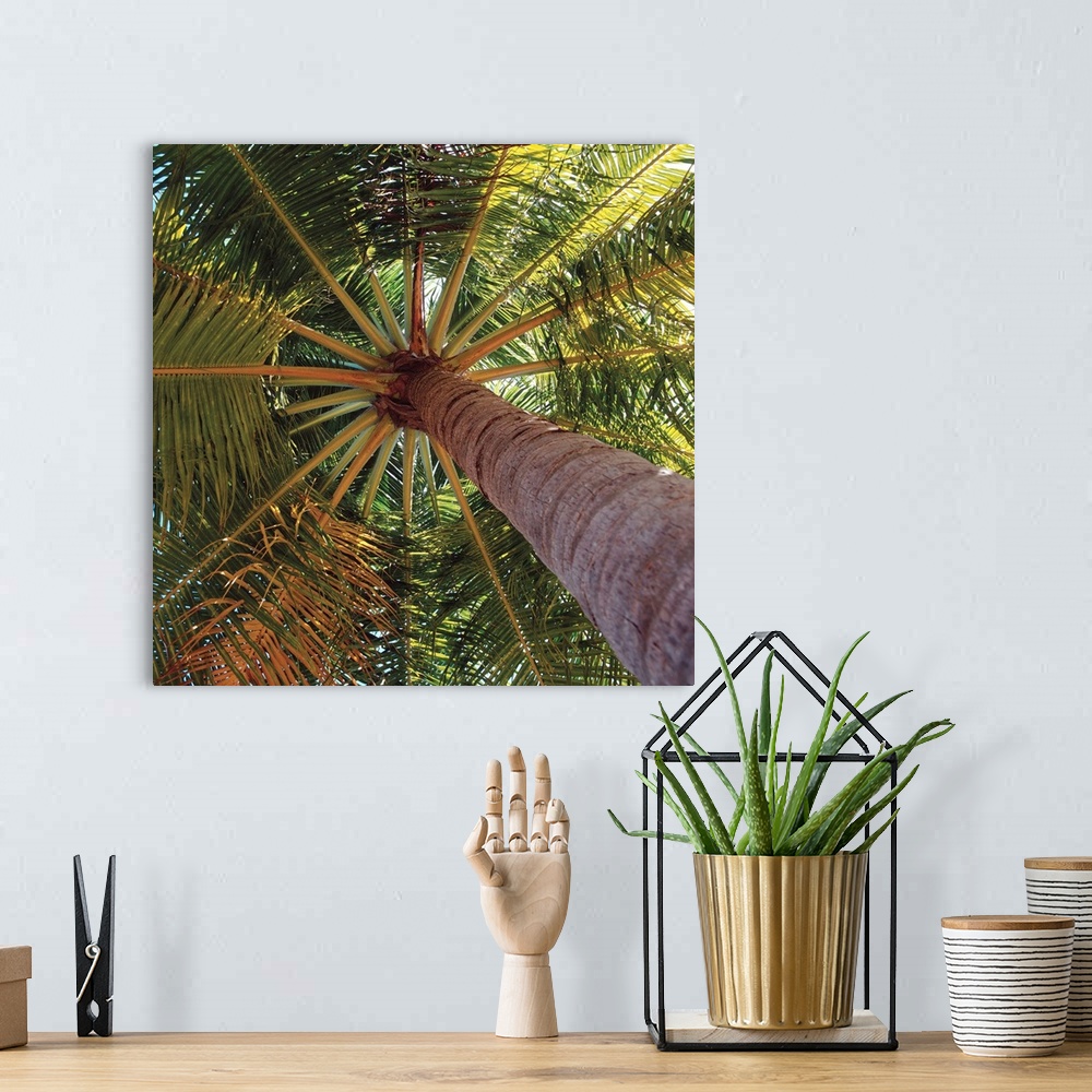 A bohemian room featuring View From Underneath A Palm Tree