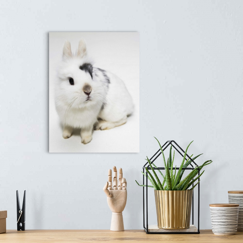A bohemian room featuring White, black and brown rabbit