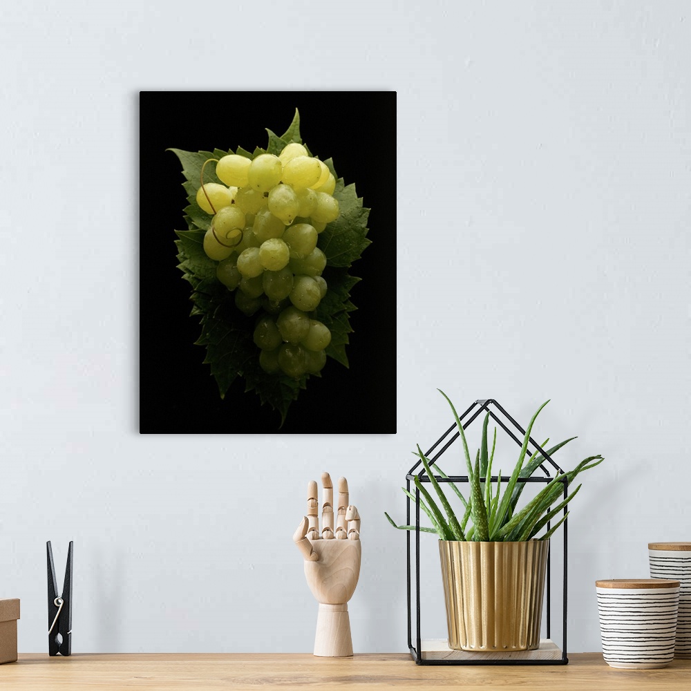 A bohemian room featuring White grapes on black background