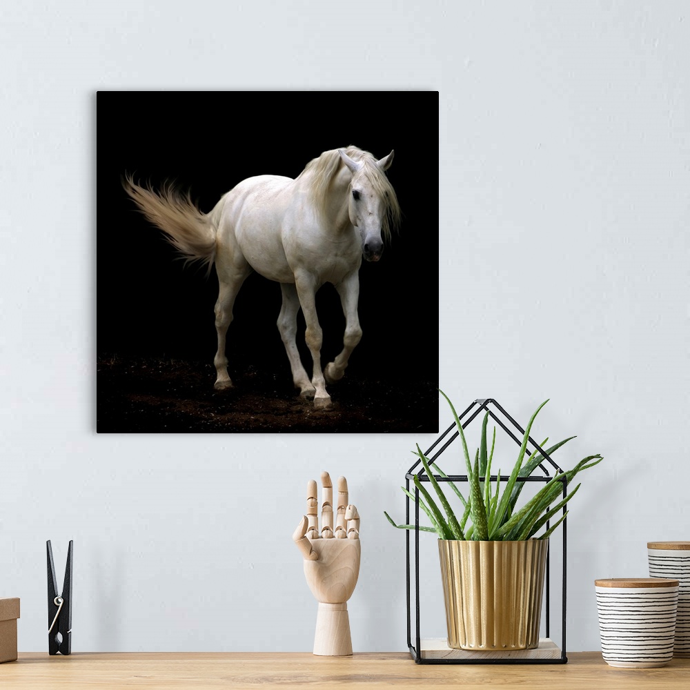 A bohemian room featuring Giant photograph shows a solid-hoofed mammal with a flowing mane slowly galloping in the dark.
