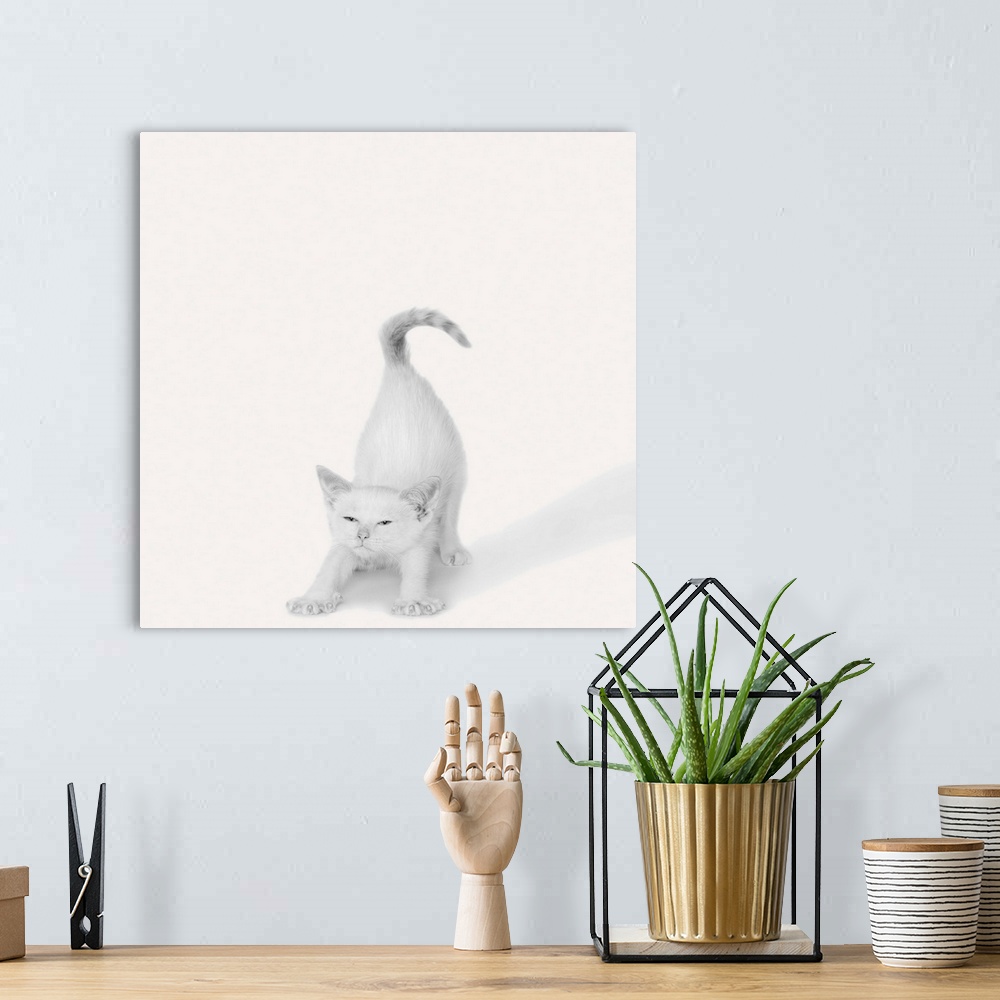 A bohemian room featuring A square image of a white kitten stretching.