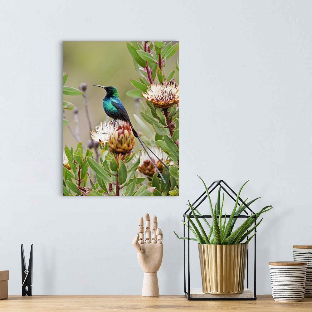 A bohemian room featuring A Malachite Sunbird on a protea flower at 9,750 feet on the moorlands of Mount Kenya.
