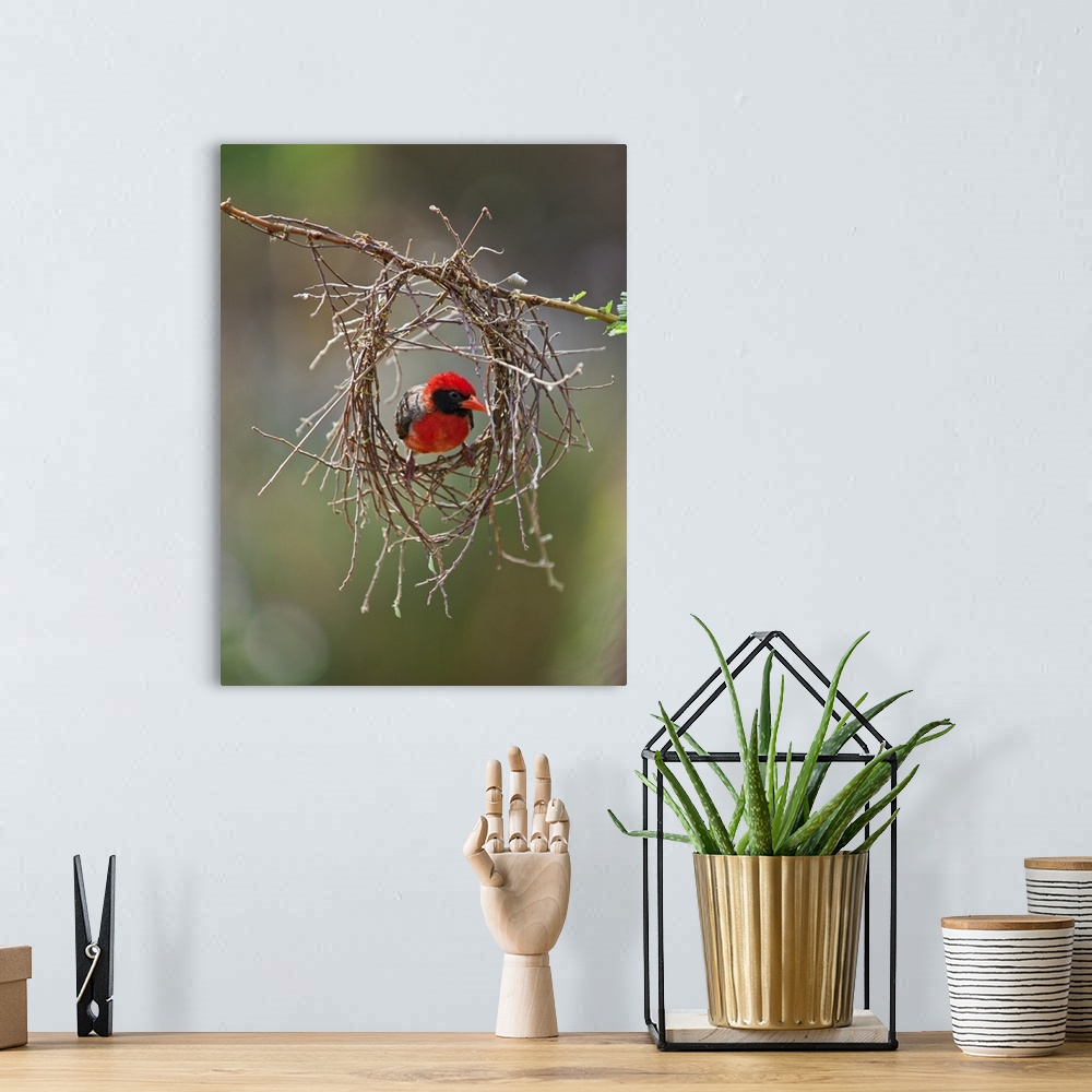 A bohemian room featuring A red-headed Weaver building its nest.