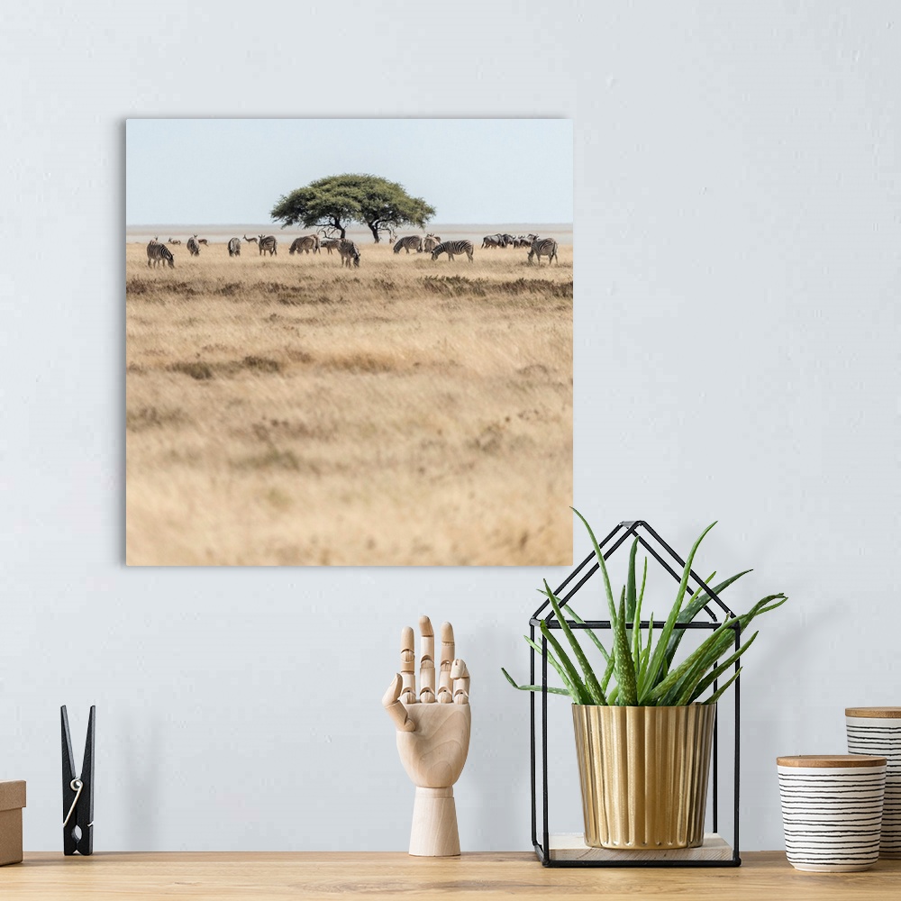 A bohemian room featuring Africa, Namibia, Etosha National park. Zebra herd with acacia tree in front of the Etosha pan.