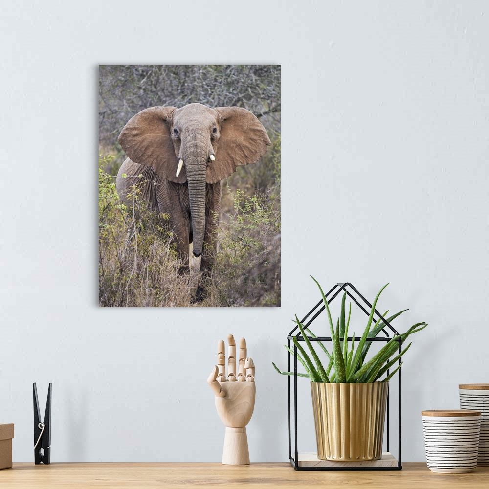 A bohemian room featuring Kenya, Laikipia County, Laikipia. A female elephant with raised head and outstretched ears warns ...