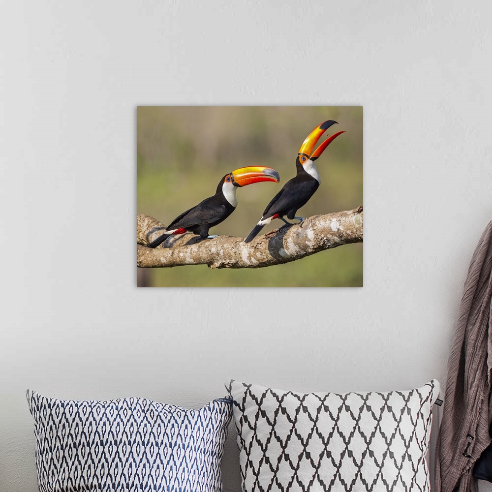 A bohemian room featuring Brazil, Pantanal, Mato Grosso do Sul. A pair of spectacular Toco Toucans feeding.