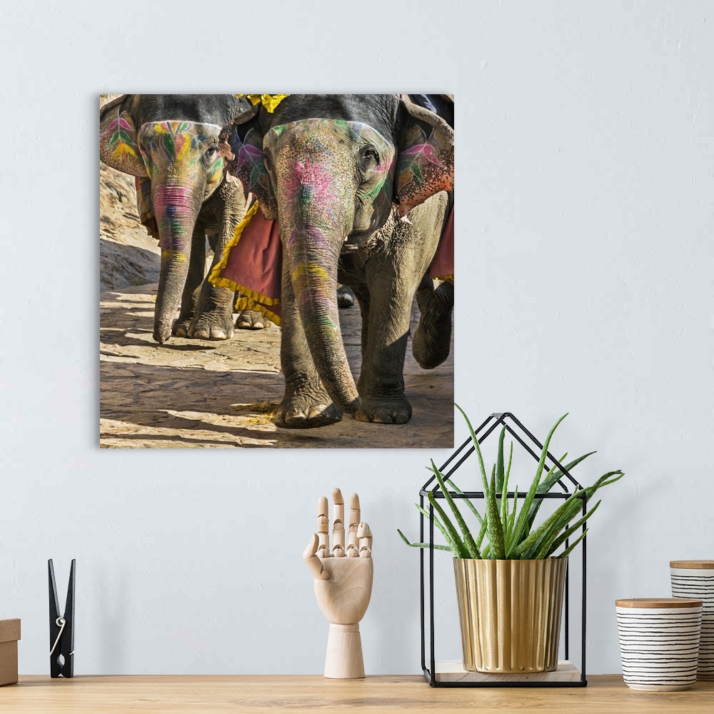 A bohemian room featuring India, Rajasthan, Jaipur, Amer. Decorated elephants stride down the narrow paved road from the ma...