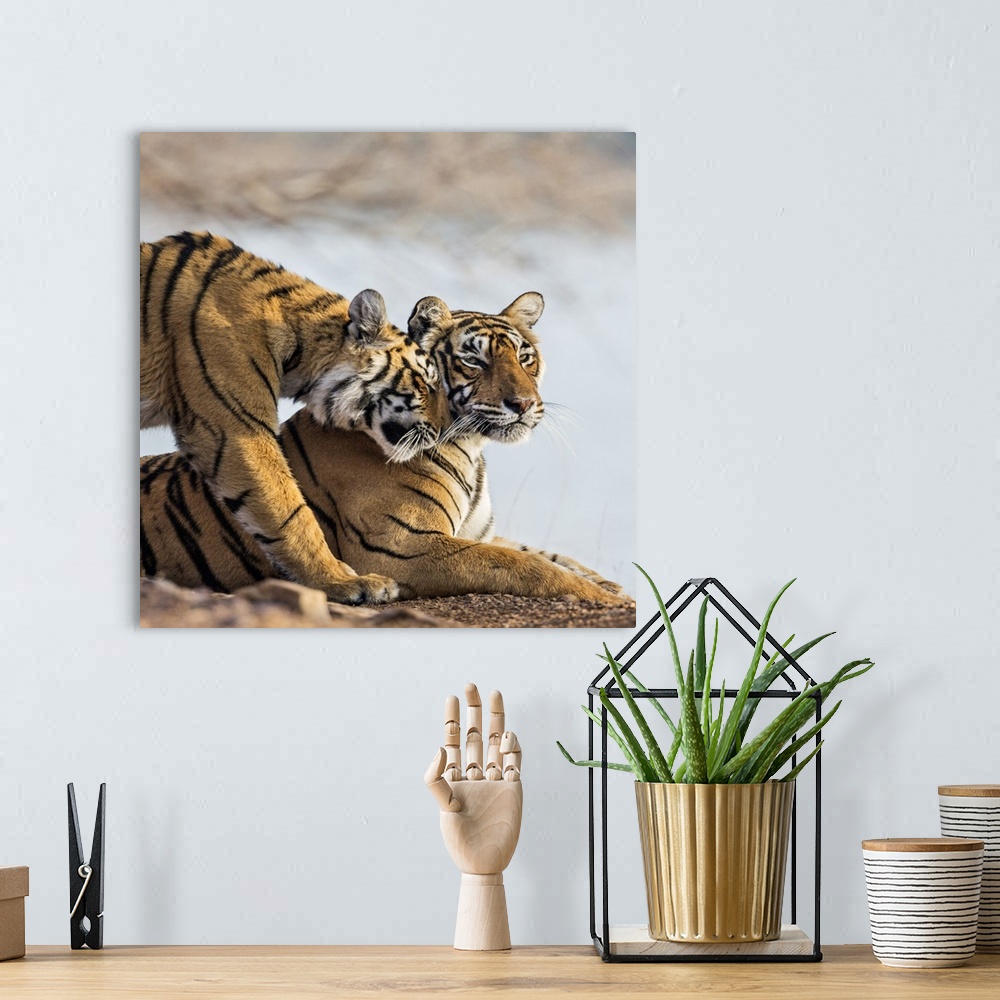 A bohemian room featuring India, Rajasthan, Ranthambhore. A female Bengal tiger is greeted by one of her one-year-old cubs.