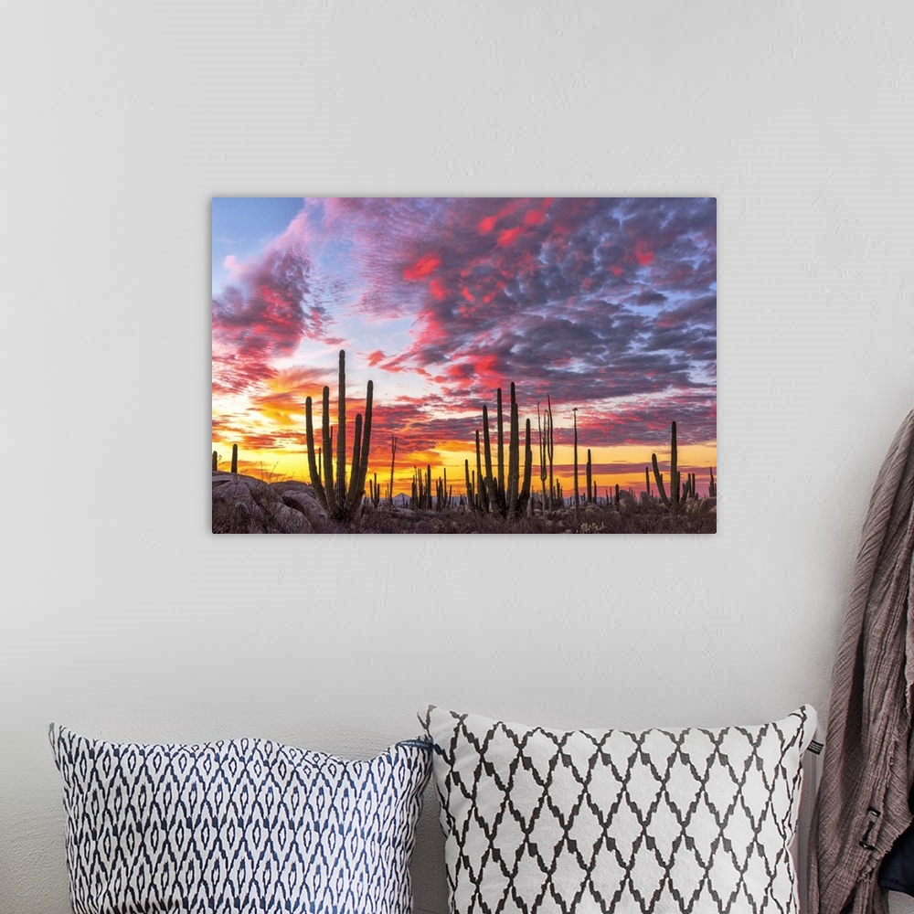 Mexico, Baja California, Cactus forest near Catavinia Wall Art, Canvas ...