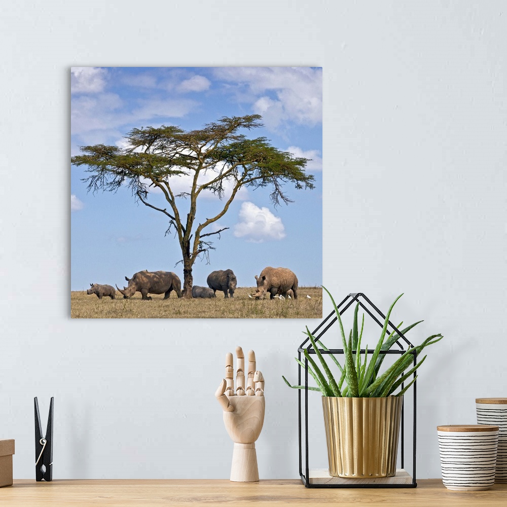 A bohemian room featuring Towards mid-day, white rhinos gather around the shade of an acacia tree to slumber.