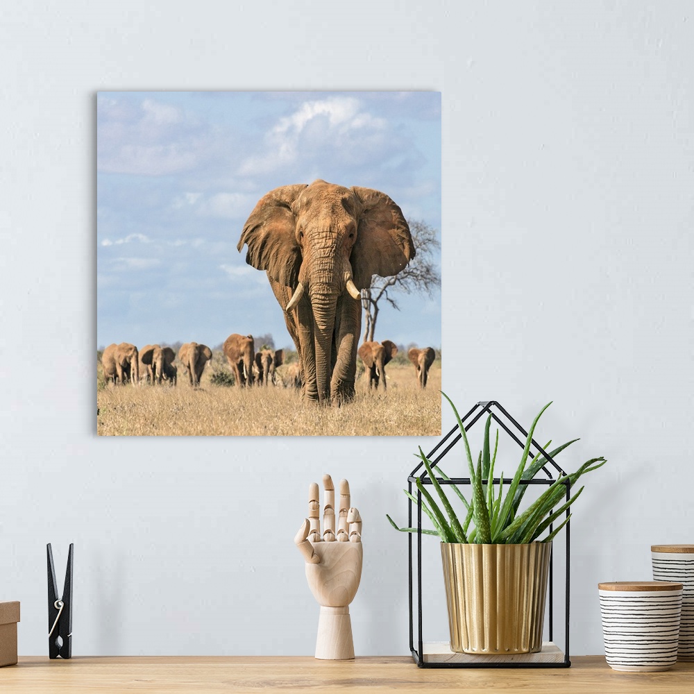 A bohemian room featuring Kenya, Taita-Taveta County, Tsavo East National Park. A fine bull African elephant leads his fami...