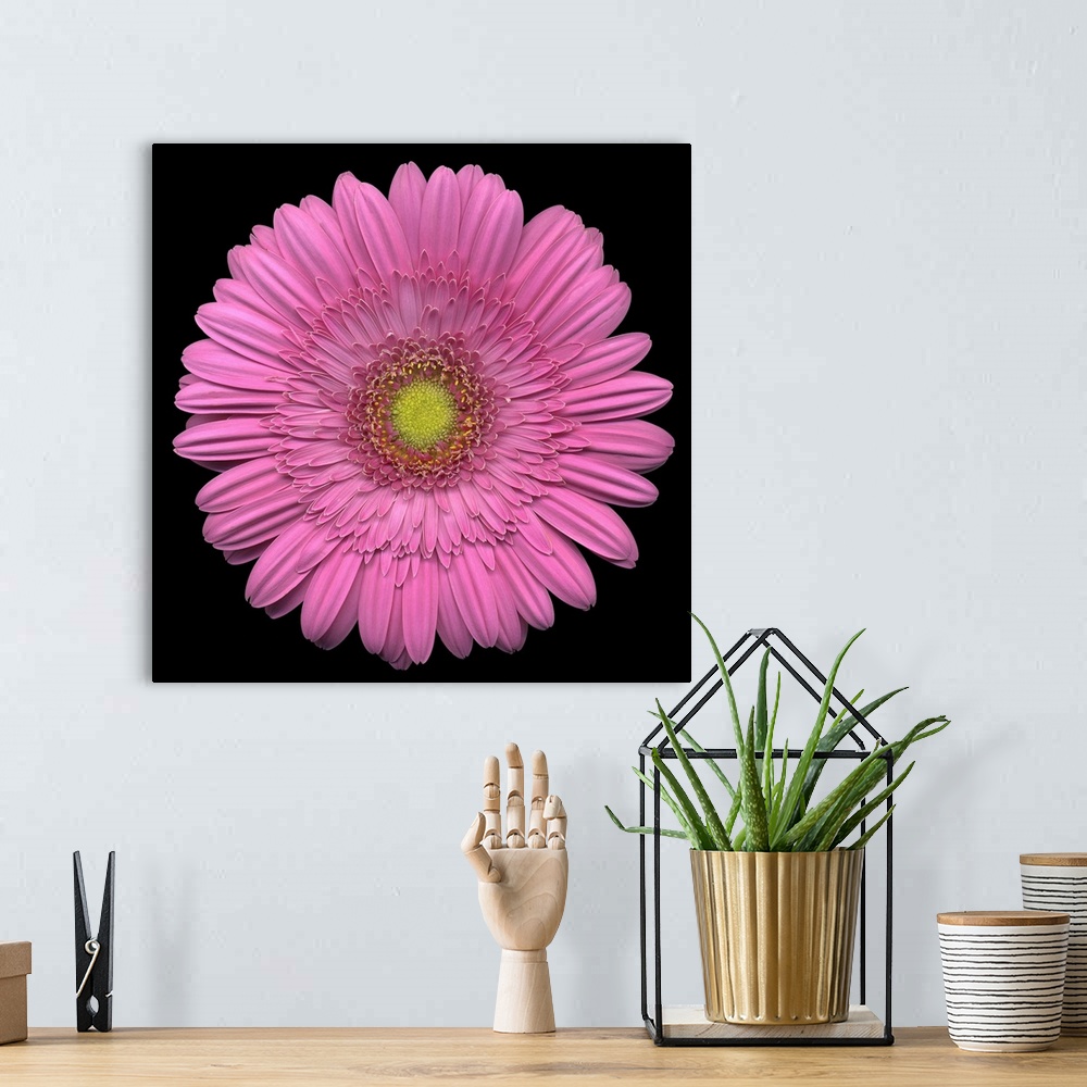 A bohemian room featuring Giant, square close up photograph of a pink Gerber daisy on a solid black background.