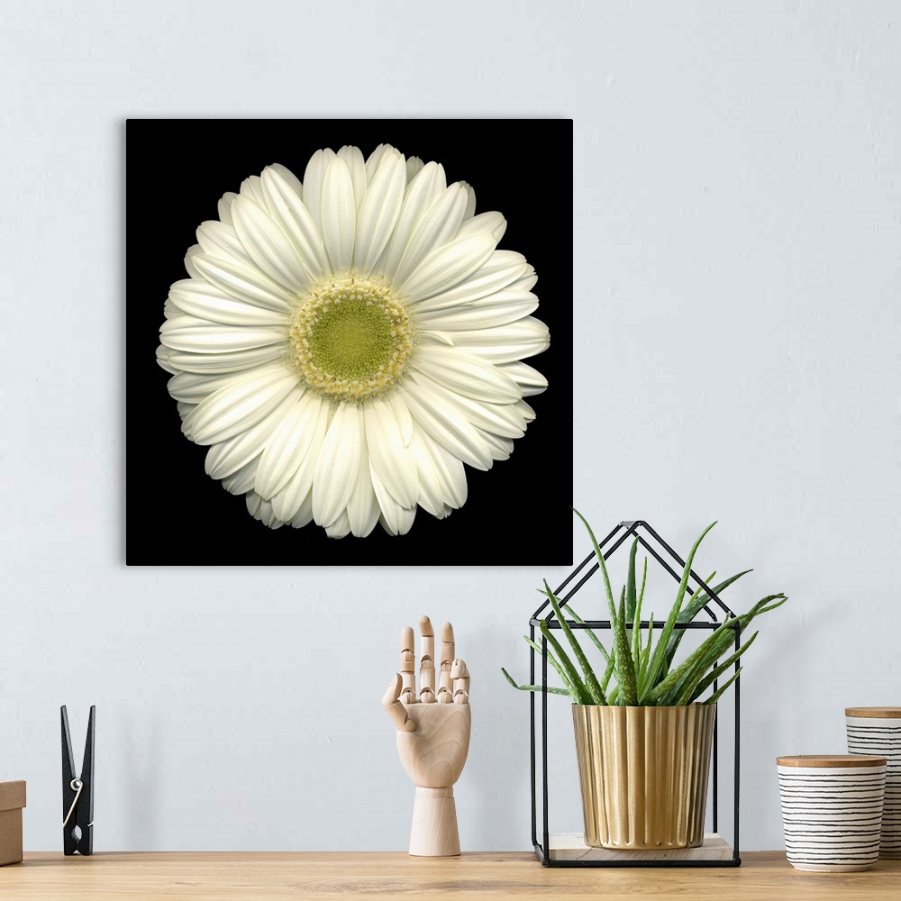 A bohemian room featuring Up close photograph of single bright flower against dark background.