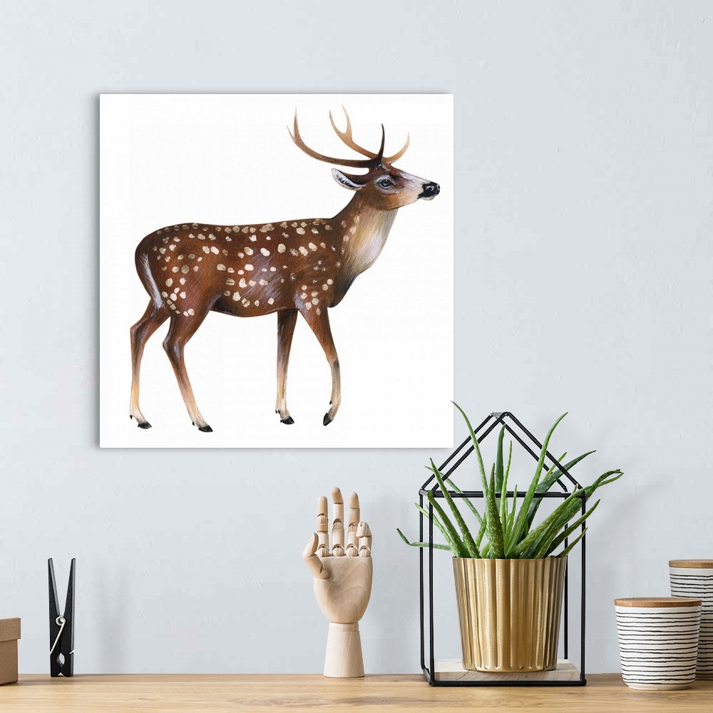 Axis Deer Hide: Large: Gallery Item