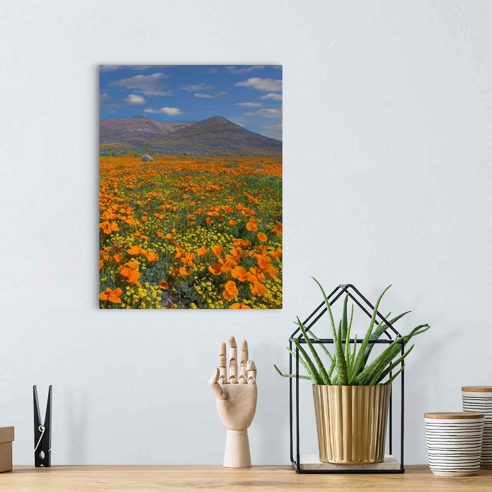 A bohemian room featuring California Poppy superbloom, Antelope Valley, California
