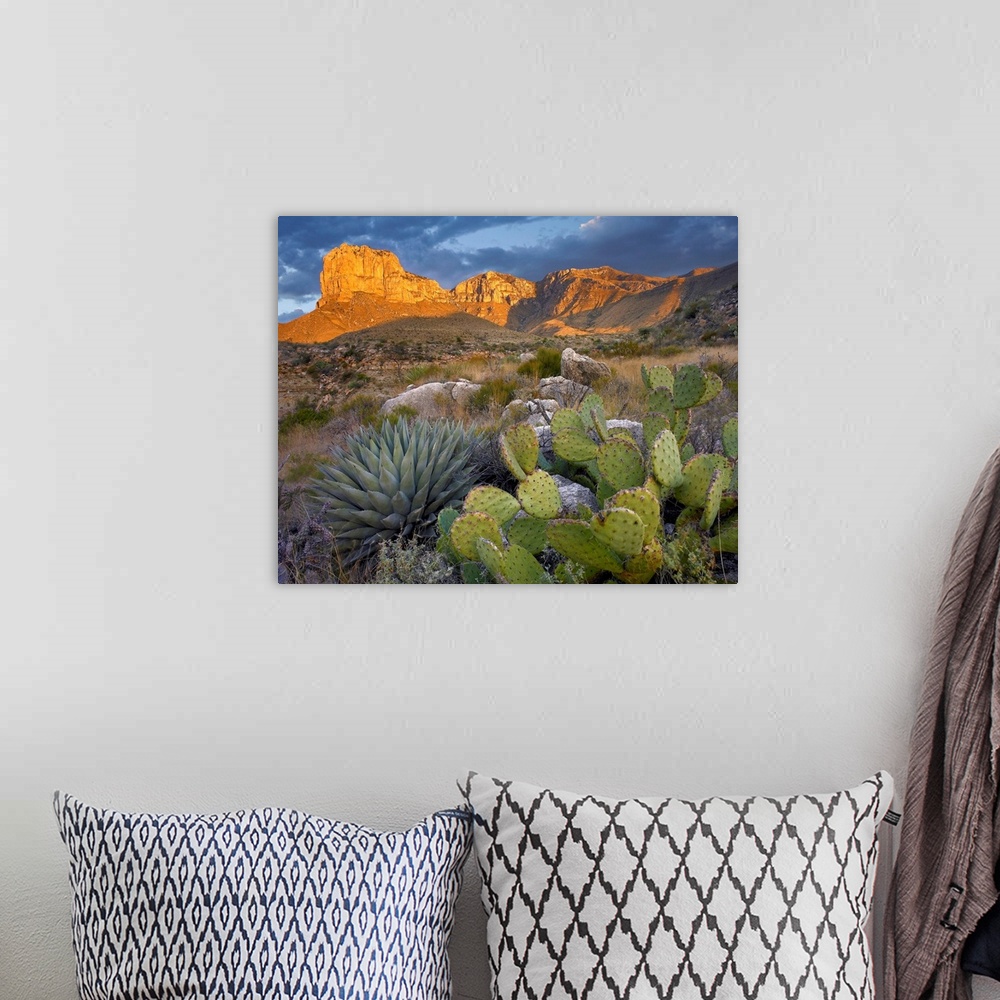 Opuntia cactus and Agave near El Capitan, Chihuahuan Desert, Texas Wall ...