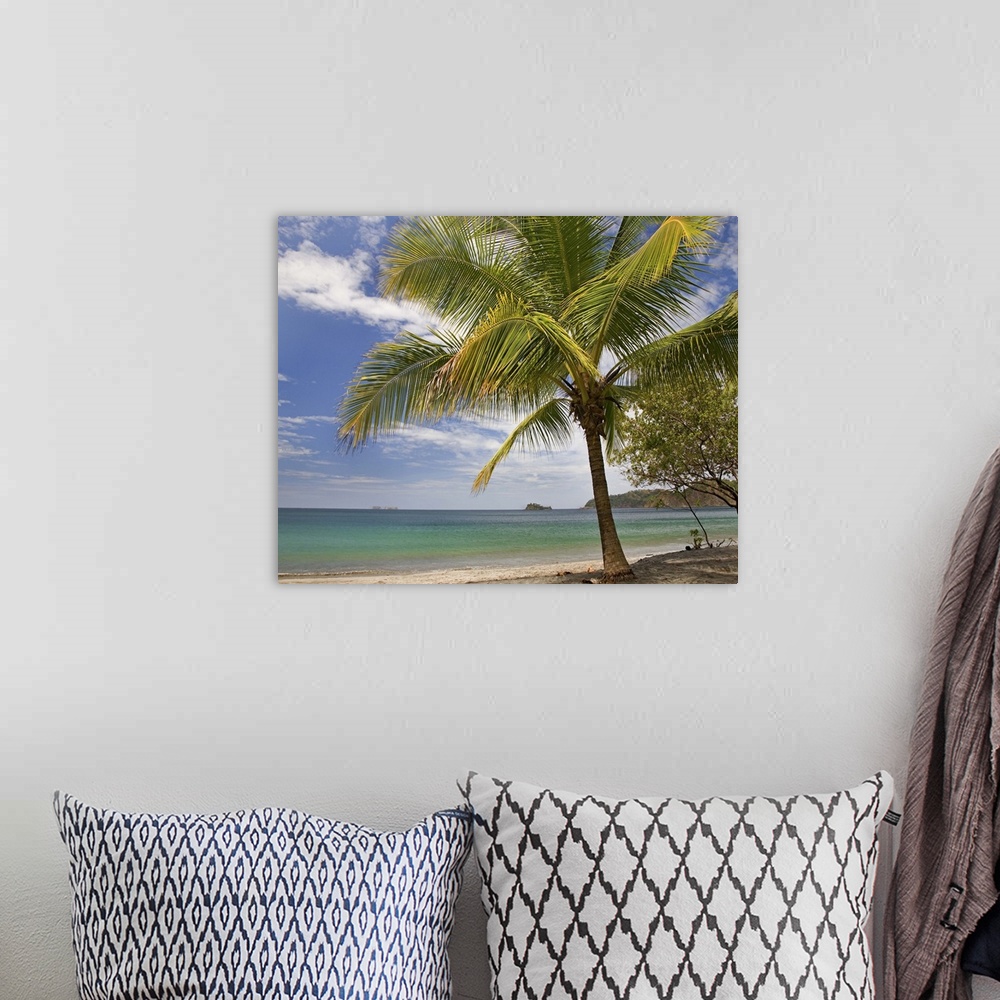 A bohemian room featuring Palm trees line Penca Beach, Costa Rica
