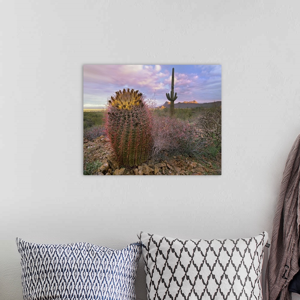 A bohemian room featuring Saguaro and Giant Barrel Cactus, Saguaro National Park, Arizona