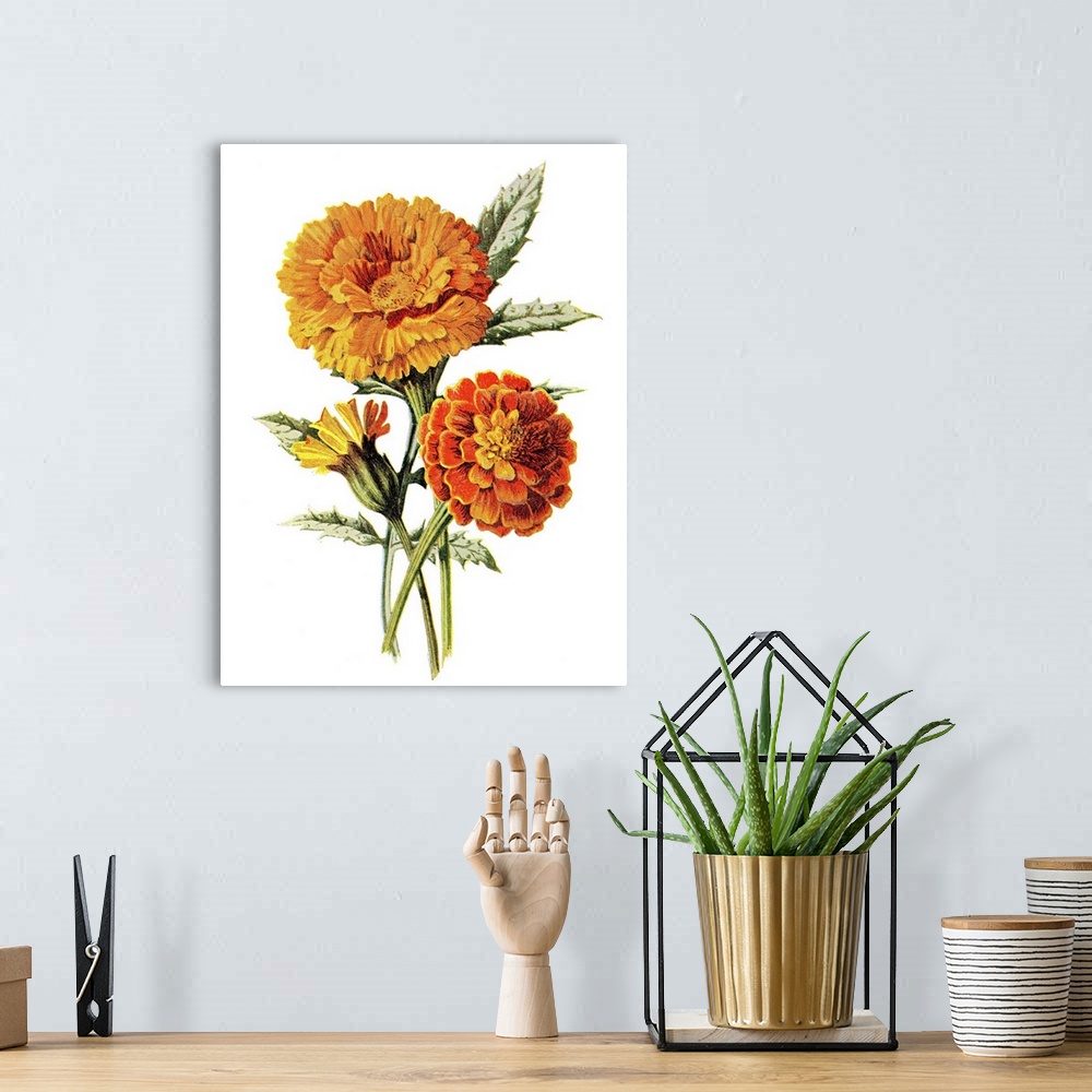 A bohemian room featuring Marigold Flower