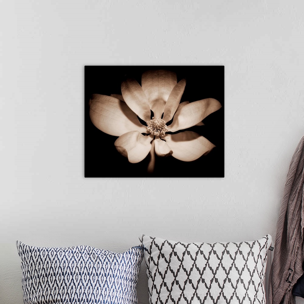 A bohemian room featuring Close up view of an open Magnolia Officinalis flower against black background in Sepia Tone.