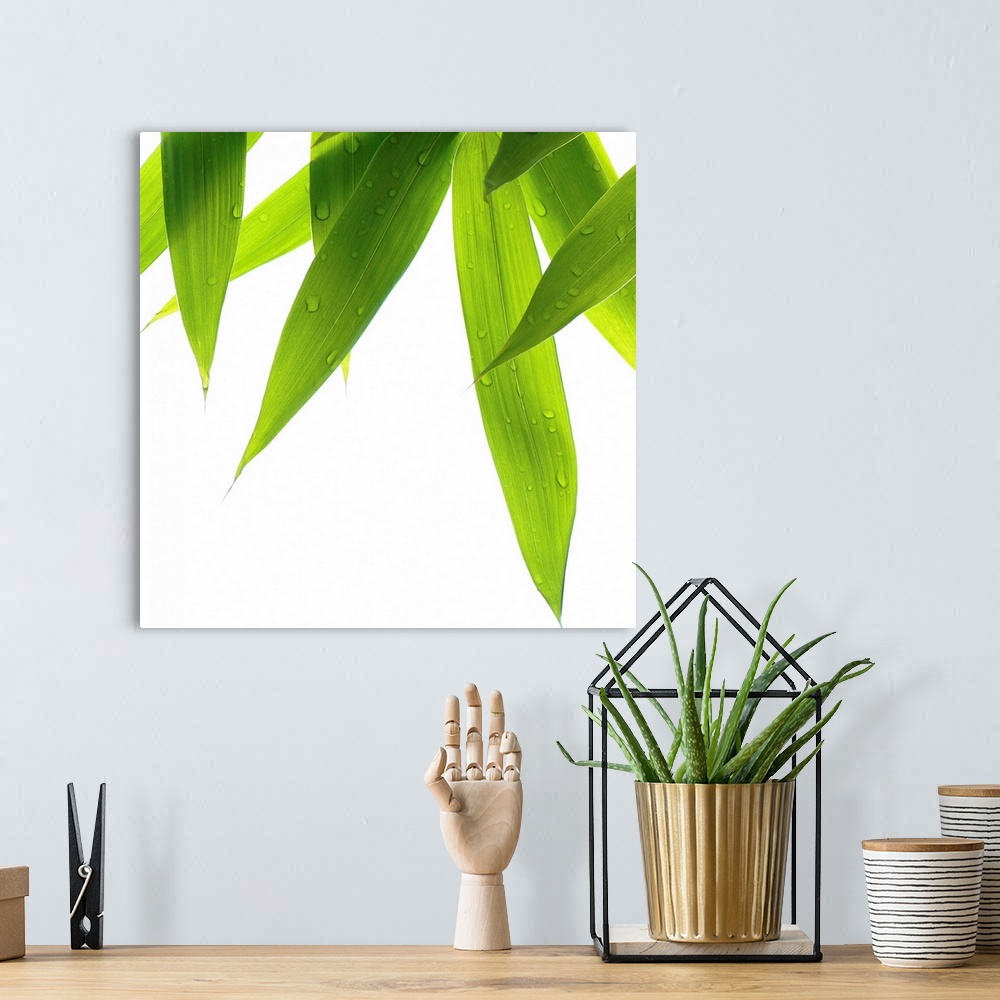 A bohemian room featuring Big canvas print of a close up of grass blades hanging downward on a blank background.