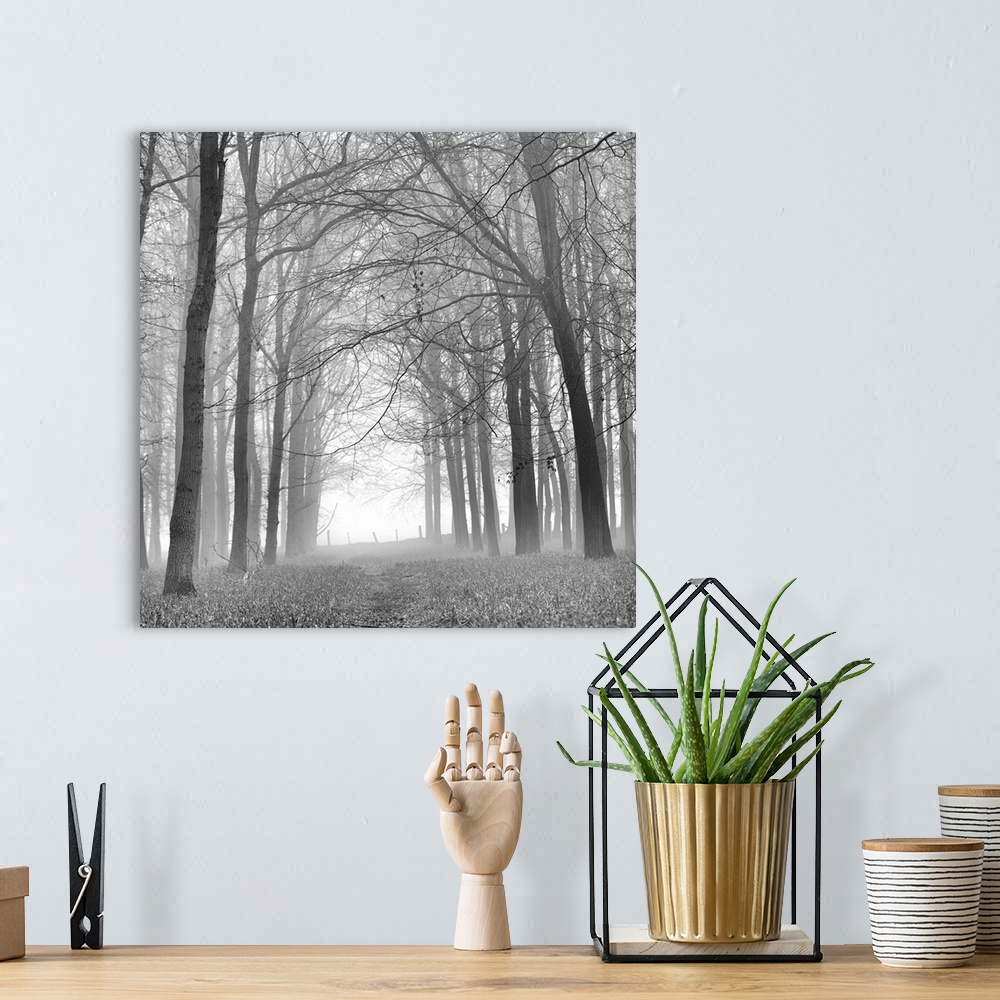 A bohemian room featuring A monochrome black and white mistry woodland of zen like calm trees.