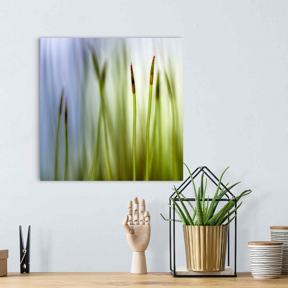 A bohemian room featuring Big square artwork with a closeup of two moss grass blades with a blurred grass and sky backgroun...