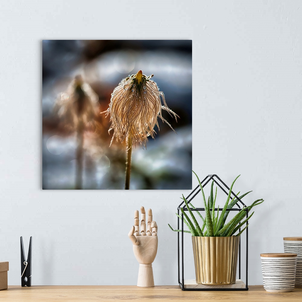 A bohemian room featuring Closeup of the seed head of a Pasque flower covered in dew drops, in the snow, in the mountains o...