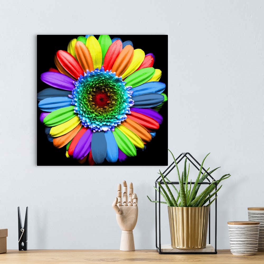 rainbow flowers images