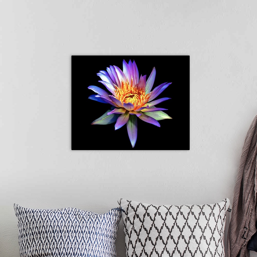A bohemian room featuring Up close photograph of blossoming water lily in high saturation against a dark background.