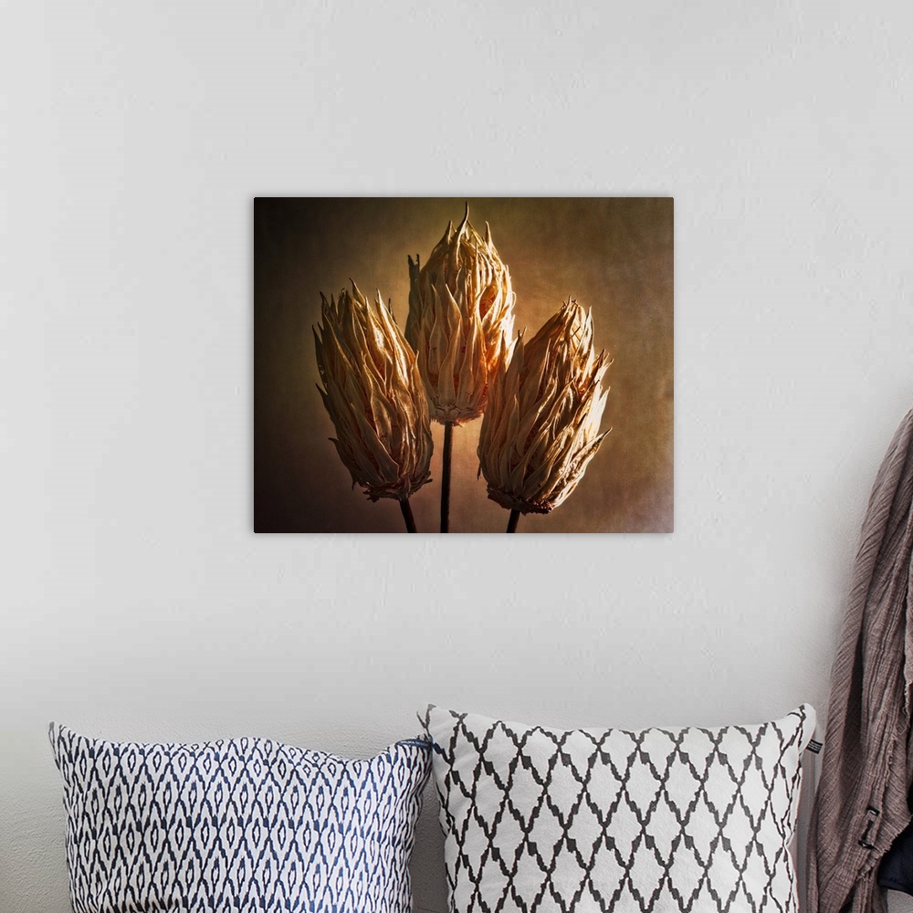A bohemian room featuring Fine art photo of three dried seed pods with dramatic lighting.