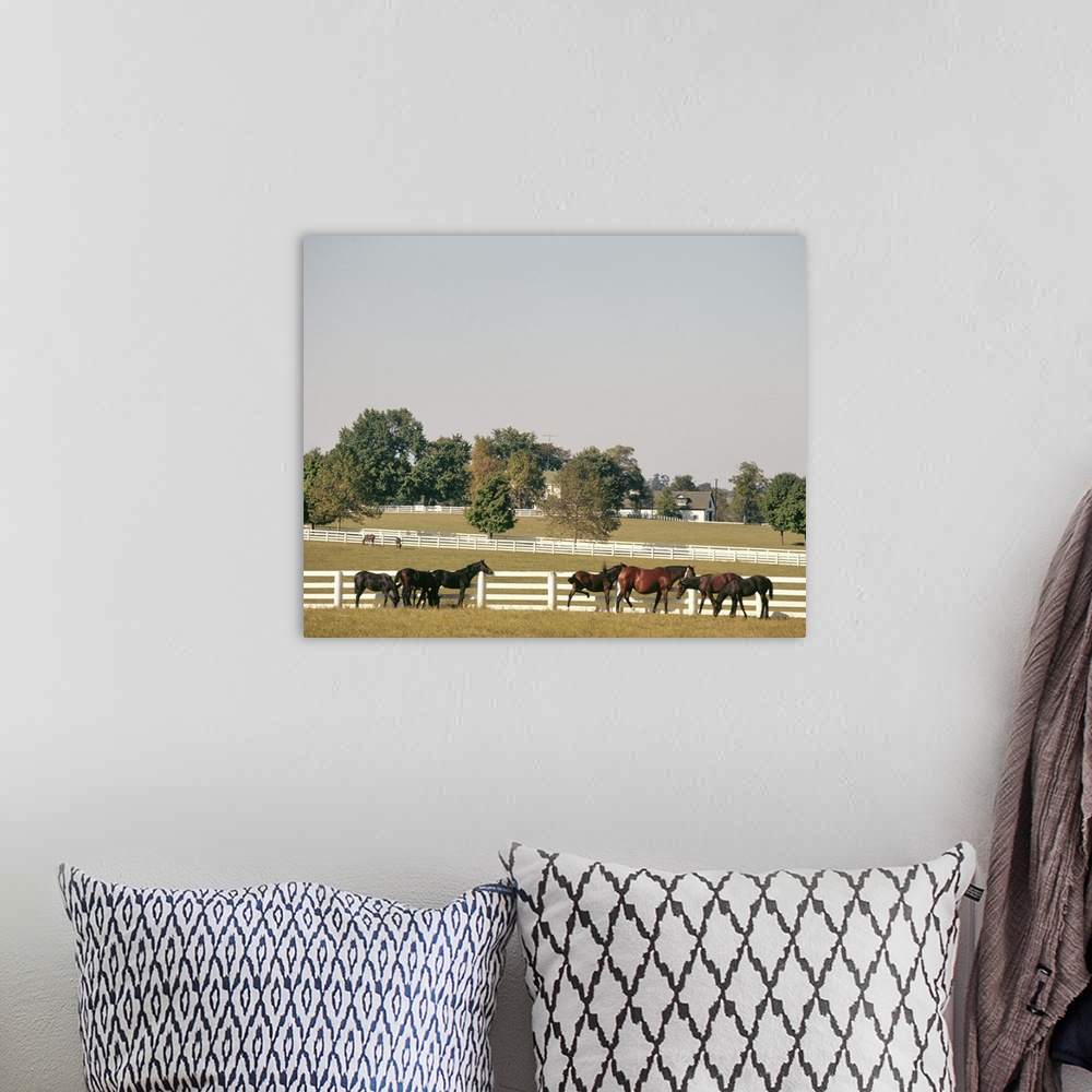 A bohemian room featuring 1990's Small Group Of Horses Beside White Pasture Fence Late In Summer.