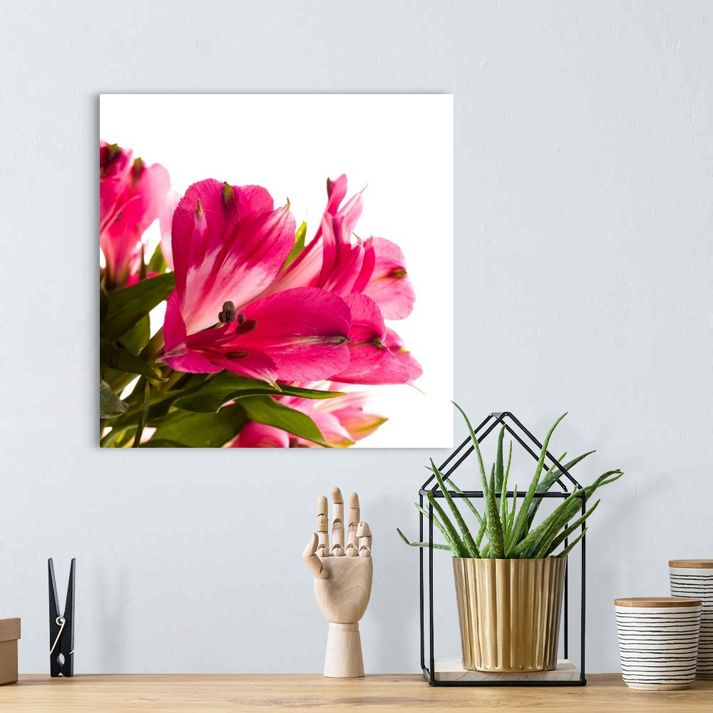 A bohemian room featuring Alstroemeria flowers against white background.