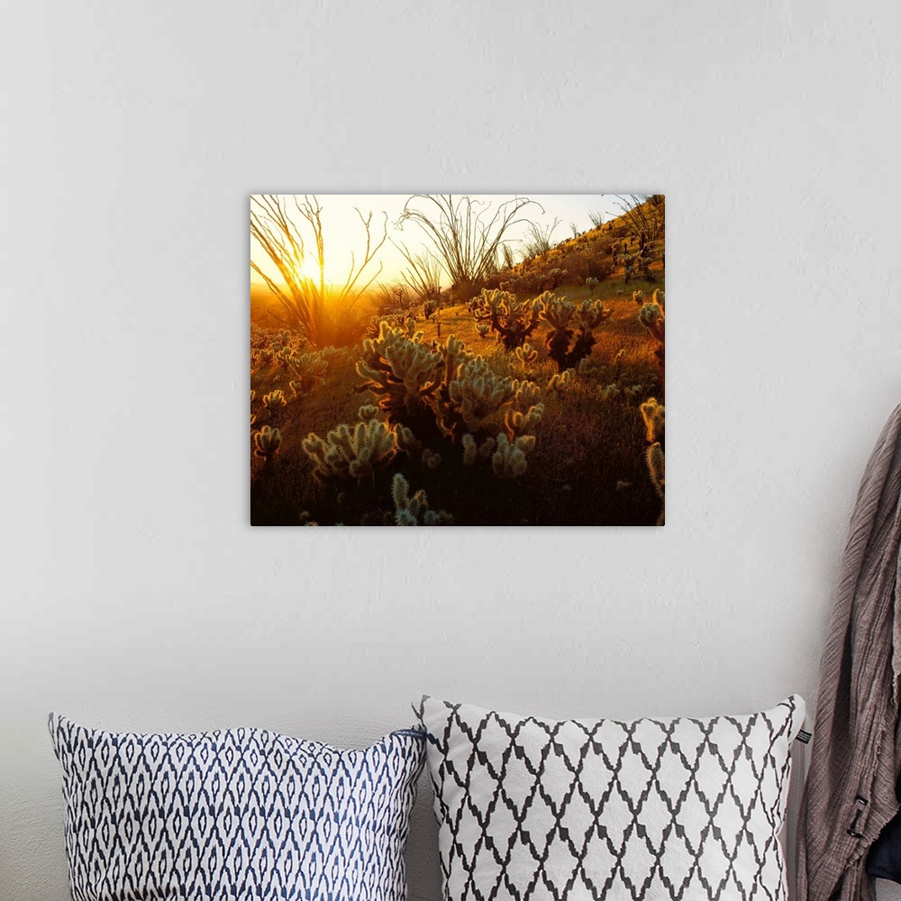 A bohemian room featuring Giant photograph focuses on a field of cactus plants sitting on a hill within the dry wilderness ...