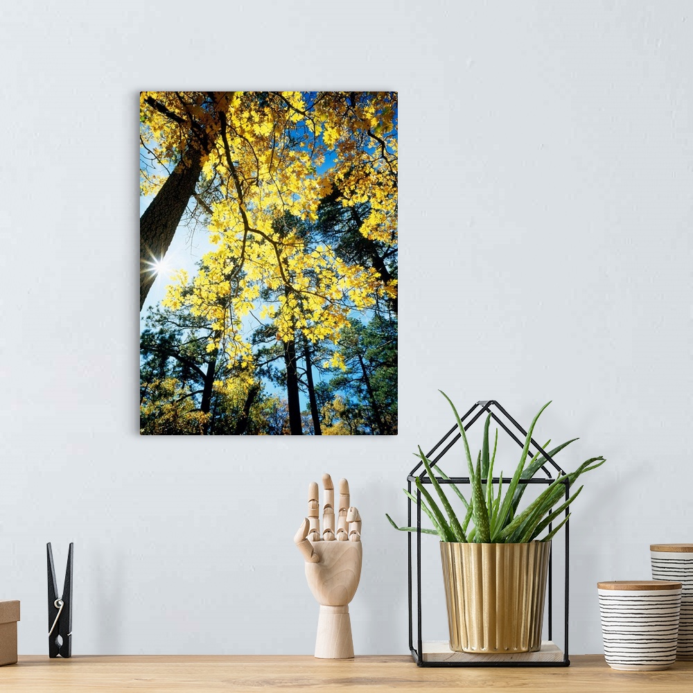 Autumn Trees CA Wall Art, Canvas Prints, Framed Prints, Wall Peels ...