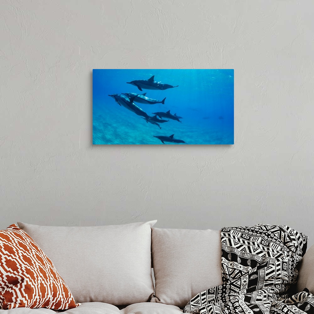 A bohemian room featuring Dolphins swimming in Pacific Ocean, Hawaii, USA