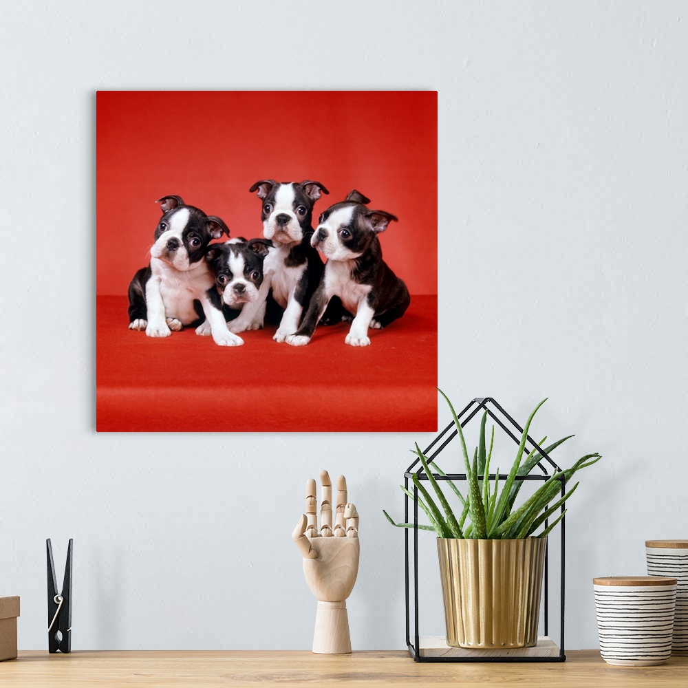 A bohemian room featuring Four boston terrier puppies on red background looking at camera funny faces.