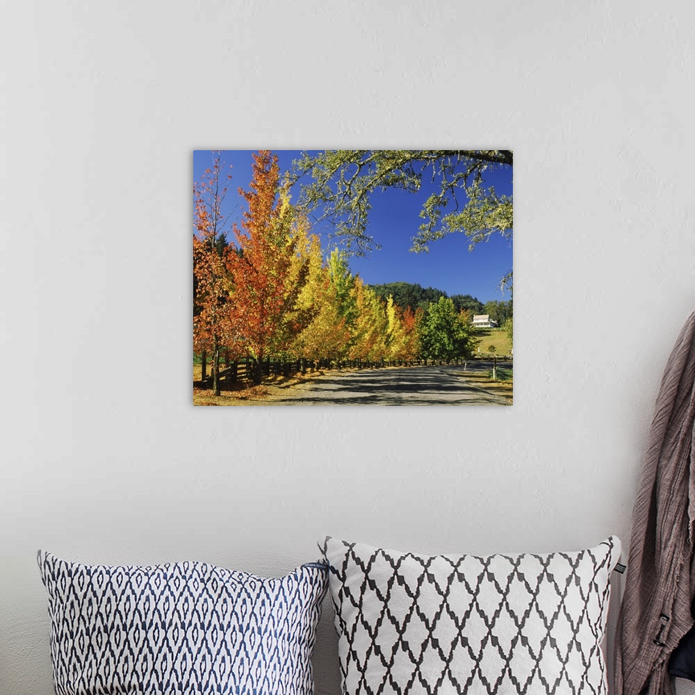 A bohemian room featuring Liquidambar trees in autumn, Healdsburg, Sonoma County, California