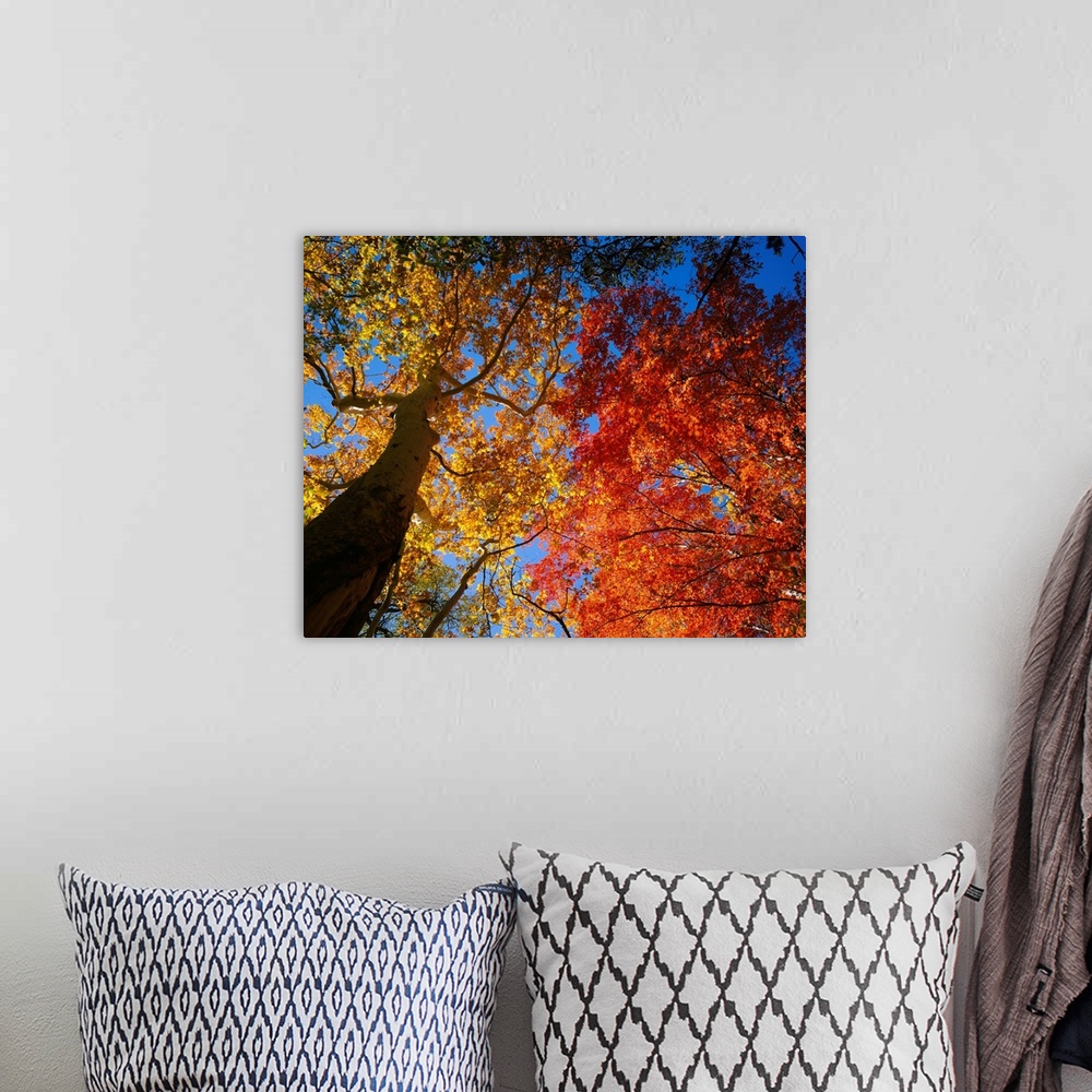 A bohemian room featuring A photograph looking up into the autumn colored leaves of trees growing in the mountains on a cle...