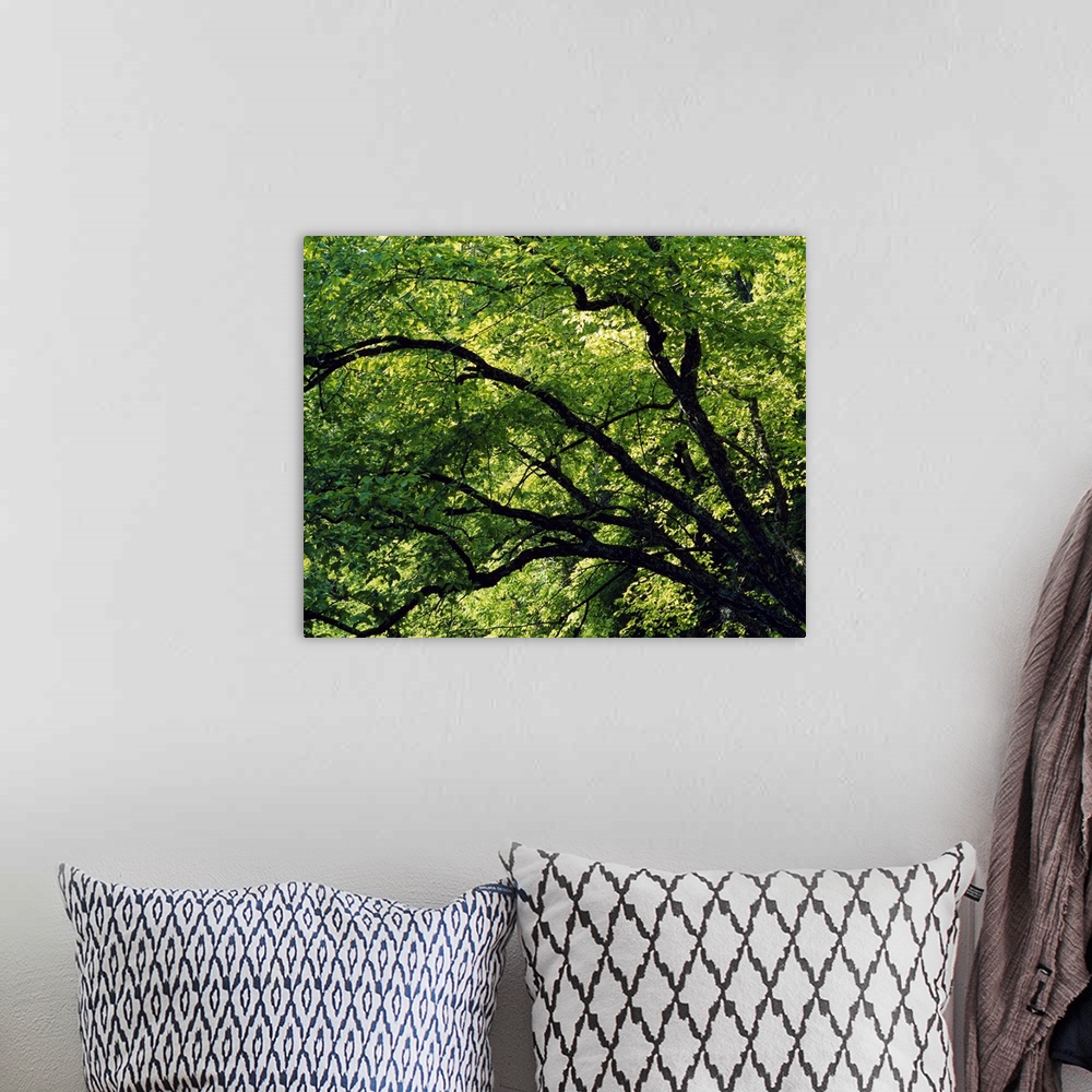 A bohemian room featuring Big canvas print of the close up of trees in summer.