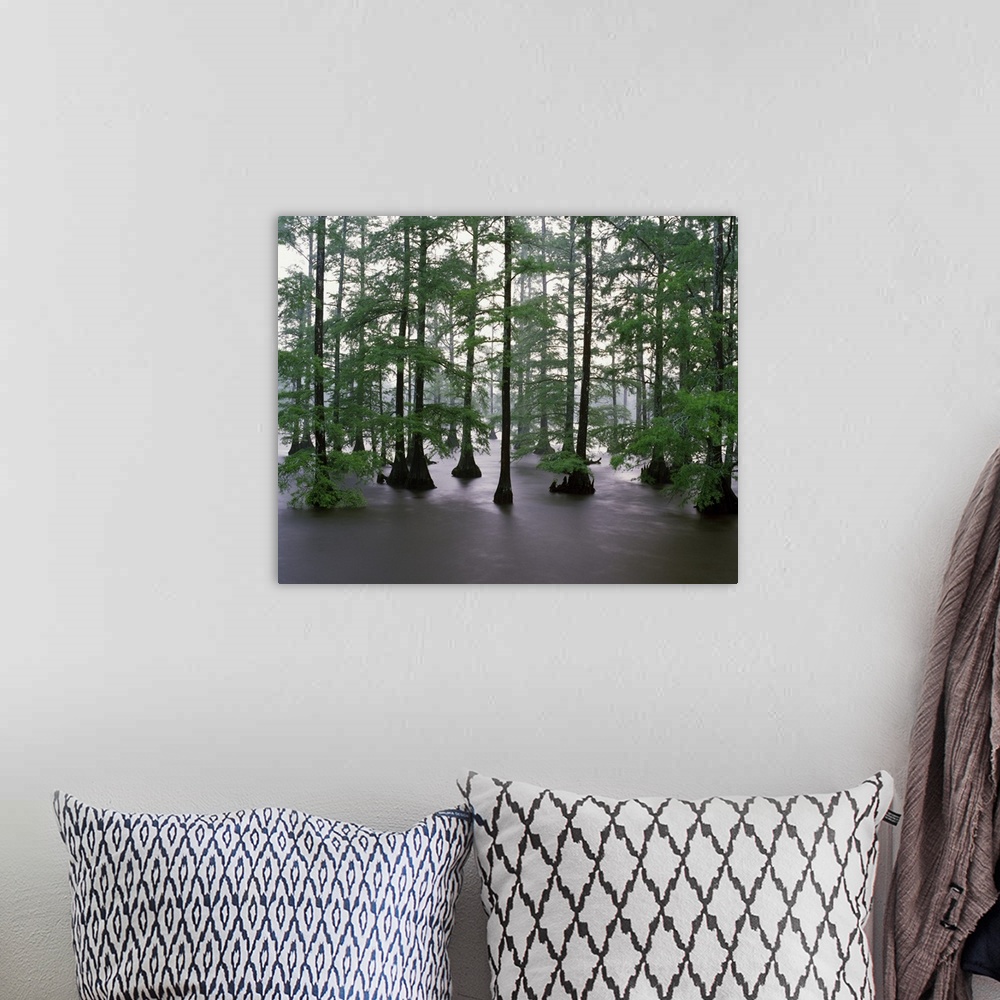 A bohemian room featuring Misty stand of bald cypress trees (Taxodium distichum) in Bluff Lake, Noxubee National Wildlife R...
