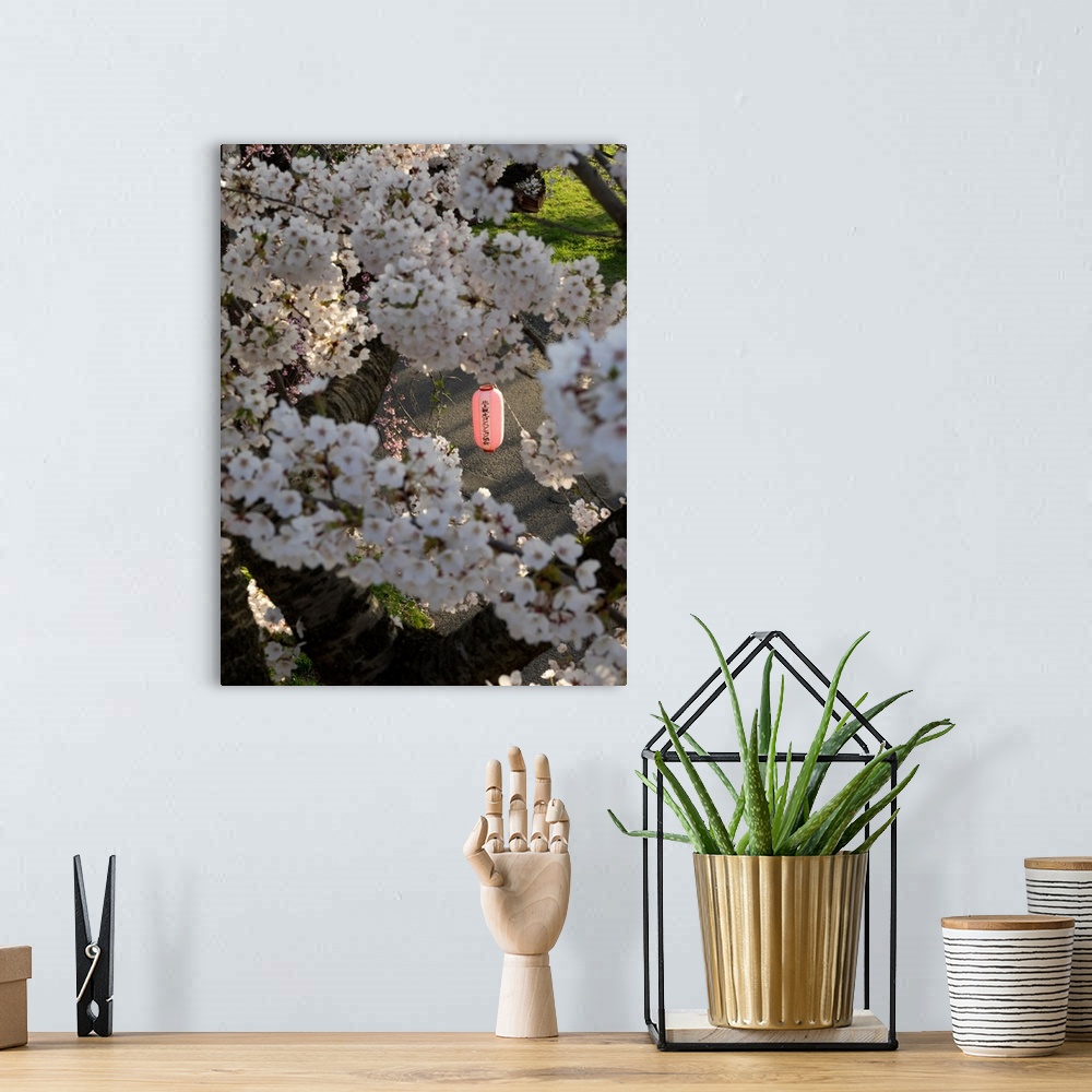 A bohemian room featuring Pink lantern seen through Cherry blossoms in park along Kitakami River, Kitakami, Iwate Prefectur...