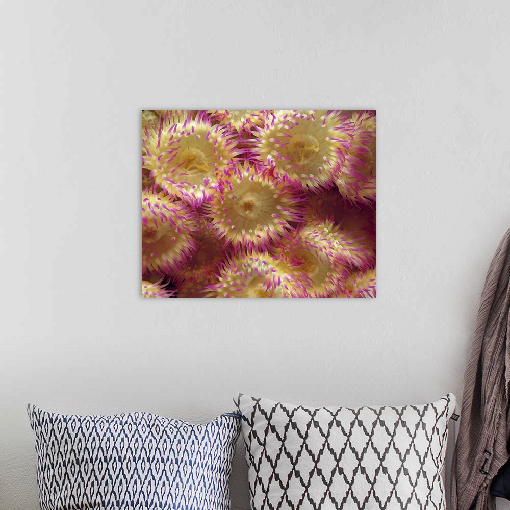 A bohemian room featuring Sea Anemones