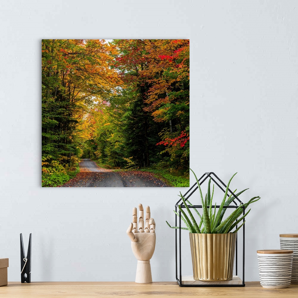 A bohemian room featuring View of dirt road in autumn, Sutton, Quebec, Canada