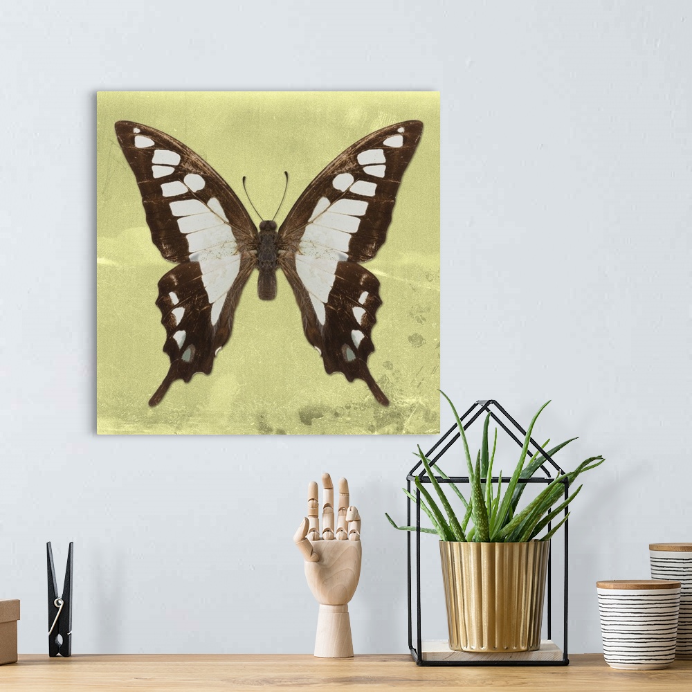 A bohemian room featuring Square photograph of a butterfly on a yellow sparkly background.