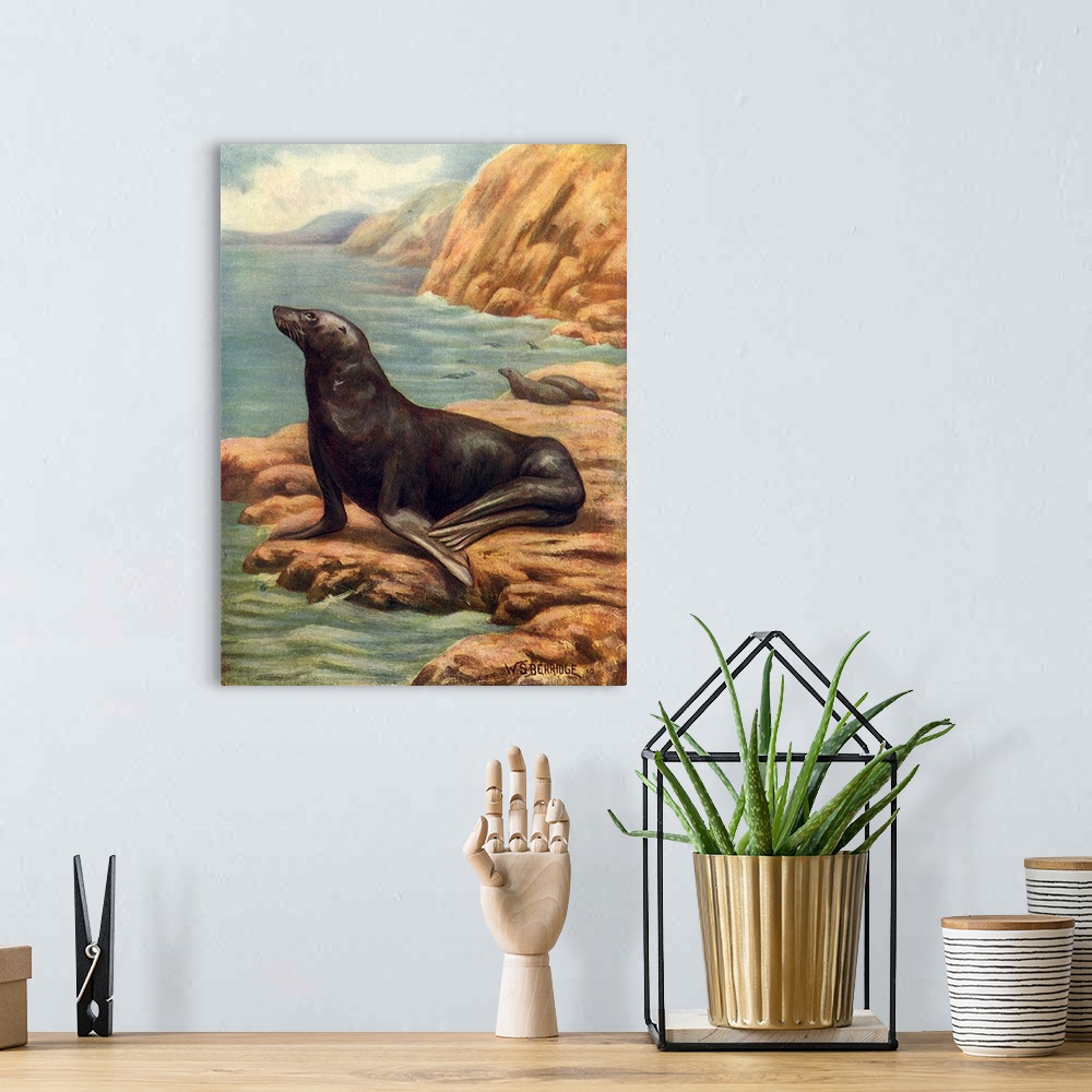 A bohemian room featuring California Sea-Lion