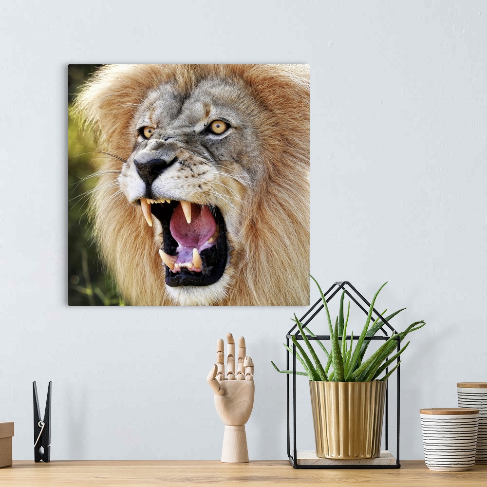 Crazy Lion [Large Format] - Quadri grandi dimensioni