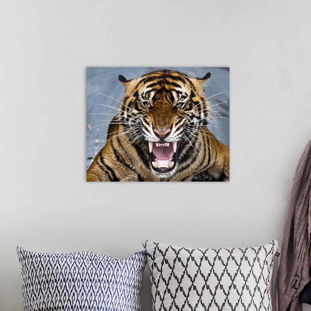 Angry Tiger Wall Art, Canvas Prints, Framed Prints, Wall Peels | Great ...